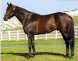a horse