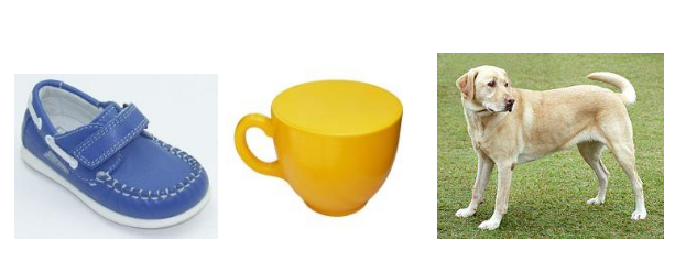 a shoe, a cup, and a dog