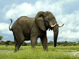 an elephant