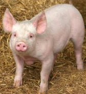 a pig