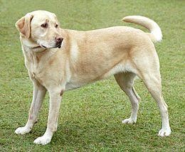 a dog