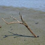A stick